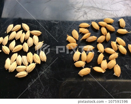 Salt water selection of paddy seeds Salt water selection of paddy seeds 107591596
