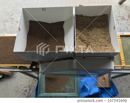 Sowing of paddy seeds Sowing of paddy seeds 107591600