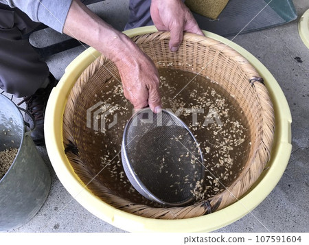 Salt water selection of paddy seeds Salt water selection of paddy seeds 107591604
