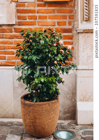 Camellia flower in a flower pot near red wall. Big Pot on the sidewalk. Pink Japanese Camellia or Camellia japonica 107591835