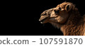 Camel head, a herbivore animal close-up. The image on the right of the camel's head on the black isolated panoramic background of the banner.  107591870