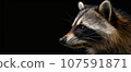 Raccoon head in profile or side close up. Panoramic image of the raccoon head on the right against the background of a black isolated banner. 107591871