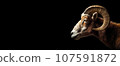 Mountain sheep head, a herbivore animal close-up. The image on the right, the mountain sheep head on the black isolated panoramic background of the banner. 107591872