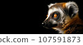Lemur head, a mammalian animal close-up. The image on the right, the lemur head on the black isolated panoramic background of the banner. 107591873