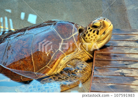江之島水族館的海龜 江之島水族館的海龜 107591983