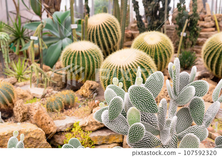different cacti and other succulents in the greenhouse of the botanical garden different cacti and other succulents in the greenhouse of the botanical garden 107592320