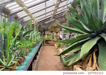 interior of a greenhouse of a botanical garden with a huge agave and tree-like cacti interior of a greenhouse of a botanical garden with a huge agave and tree-like cacti 107592321