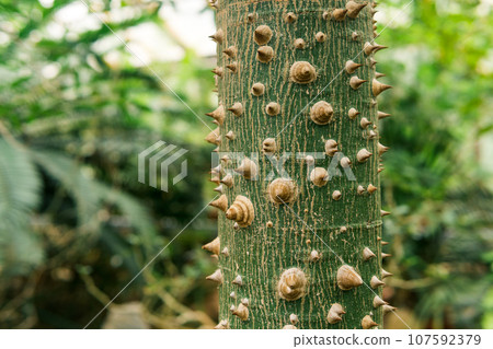 trunk of silk floss tree Ceiba speciosa covered with thorns, on a natural blurred background 107592379