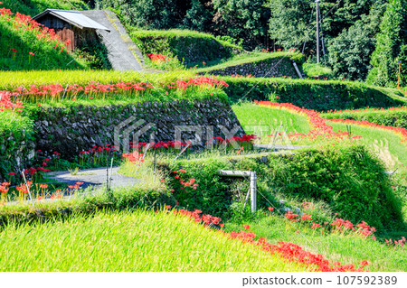 Spider red spider lilies of Tsuzura rice terraces, Ukiha City, Fukuoka Prefecture Spider red spider lilies of Tsuzura rice terraces, Ukiha City, Fukuoka Prefecture 107592389