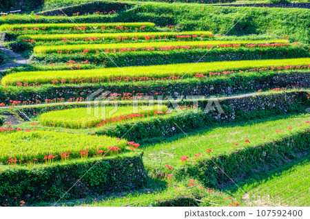 Spider red spider lilies of Tsuzura rice terraces, Ukiha City, Fukuoka Prefecture 107592400