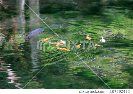 Carp in the pond (Izuruhara Benten Pond) 107592423