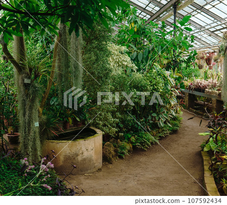 interior of a large greenhouse with a collection of tropical plants interior of a large greenhouse with a collection of tropical plants 107592434