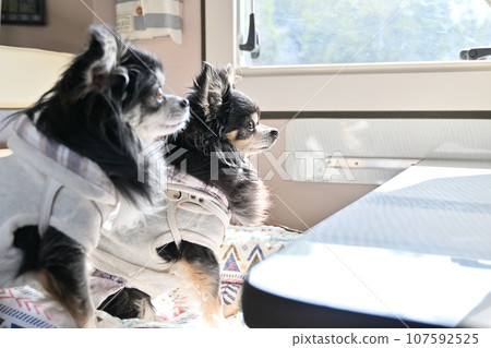 Camping van trip with your dog Chihuahua Drive 107592525