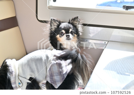 與您的狗一起露營車之旅 Chihuahua Drive 107592526