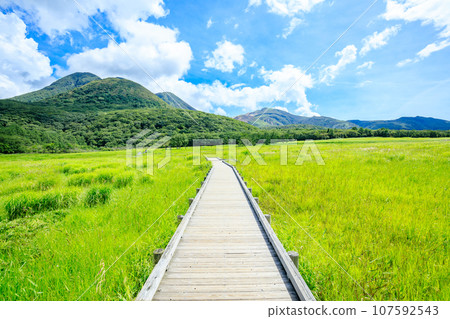 Summer Tadewara Wetland Kokonoe Town, Oita Prefecture 107592543