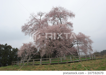 Single cherry blossom - Cherry blossoms in Totsube blooming under a cloudy sky (April 2015) Single cherry blossom - Cherry blossoms in Totsube blooming under a cloudy sky (April 2015) 107592670