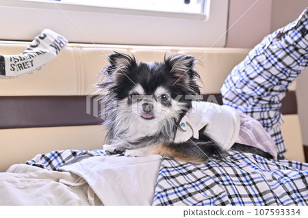 Chihuahua sleeping on the stomach of its male owner. Camping car drive. Sleeping in the car. Chihuahua sleeping on the stomach of its male owner. Camping car drive. Sleeping in the car. 107593334