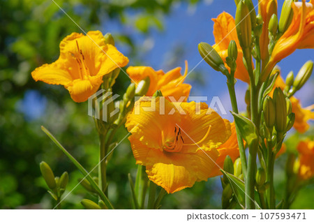 Daylily is a flowering plant of the genus Hemerocallis. Hybrid Hemerocallis dumortieri Tom Collins. 107593471