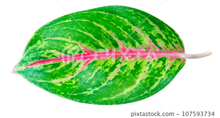 Green leaves pattern of tropical leaf Aglaonema (Chinese Evergreen)  isolated 107593734