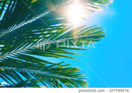Serene Palm Tree Leaves on a Majestic Blue Sky Background Serene Palm Tree Leaves on a Majestic Blue Sky Background 107594076