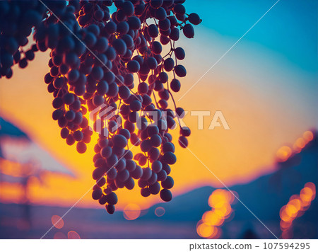 Horizontal blur wallpaper with group of grapes. Detailed image violet grape. Horizontal blur wallpaper with group of grapes. Detailed image violet grape. 107594295