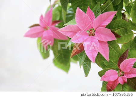 粉紅色的一品紅 107595196