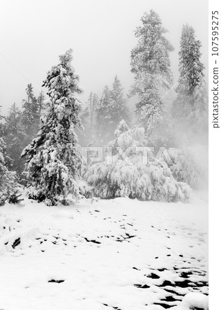 Yellowstone Winter Snow Yellowstone Winter Snow 107595275