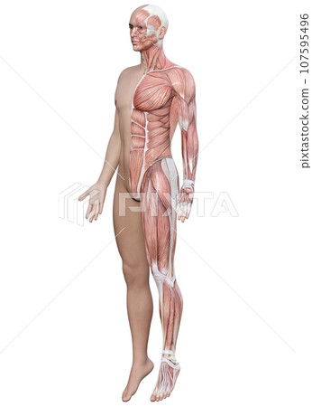 3D model of anatomical diagram of muscles on the left side of the body. Illustration of the whole body of a man diagonally in front. 107595496