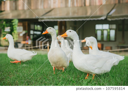 Group of Netherlands Call Duck Breed Animal Pet in The Garden Farm Outdoors most Cute lovely ducks Group of Netherlands Call Duck Breed Animal Pet in The Garden Farm Outdoors most Cute lovely ducks 107595814