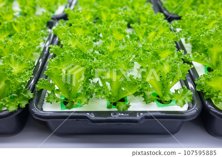 Indoor agriculture modern plantation. LED light growing green plant food products technology. Indoor agriculture modern plantation. LED light growing green plant food products technology. 107595885