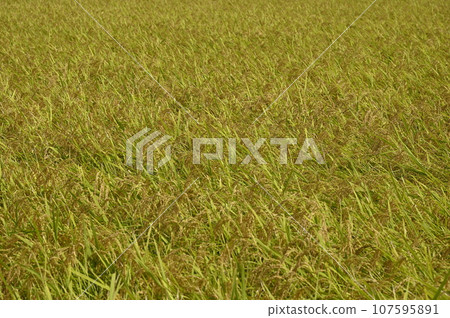 Rice early harvest Rice early harvest 107595891