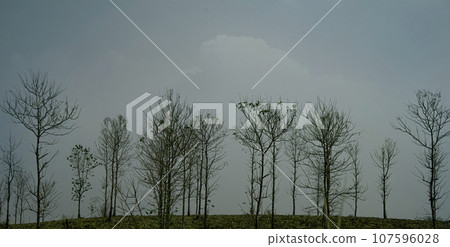 Leafless  trees  the dark leaving an eerie scene ;Silhouette of scary Halloween tree background .  107596028