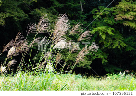 Japanese pampas grass is an essential preparation for autumn moon viewing. 107596131