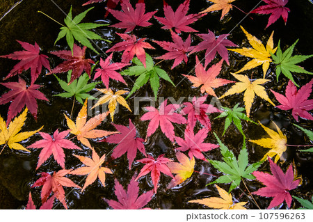 Flower hand water with colorful autumn leaves floating on it Flower hand water with colorful autumn leaves floating on it 107596263