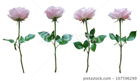 Pink rose isolated on white background Pink rose isolated on white background 107596299