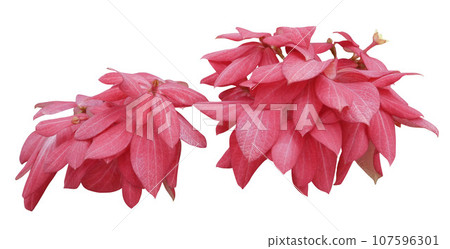 Mussaenda philippica, Dona Luz isolated on white background Mussaenda philippica, Dona Luz isolated on white background 107596301