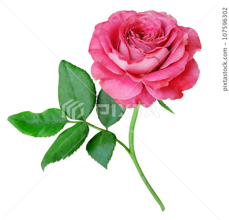 Beautiful pink rose isolated on white background Beautiful pink rose isolated on white background 107596302