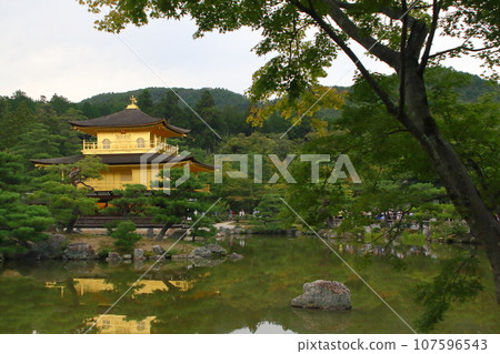 金閣寺周圍有美麗的松樹,是京都的熱門旅遊目的地。 金閣寺周圍有美麗的松樹,是京都的熱門旅遊目的地。 107596543