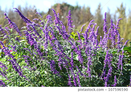 Salvia Leukansa Salvia Leukansa 107596590