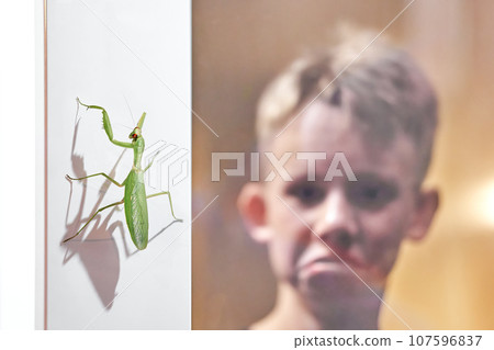 Mantis sits on wall shocked boy looks through glass door Mantis sits on wall shocked boy looks through glass door 107596837