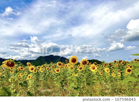 Sunflowers in full bloom 107596843