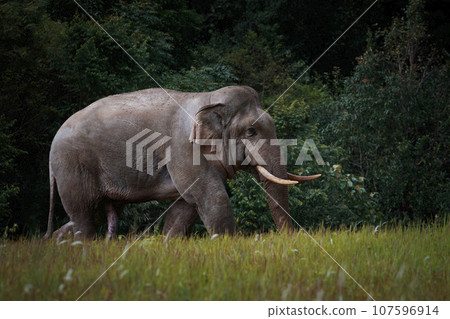 beautiful of male elephant with ivory in khaoyai national park ,khao yai is one of most important wildlife habitat in south east asia beautiful of male elephant with ivory in khaoyai national park ,khao yai is one of most important wildlife habitat in south east asia 107596914