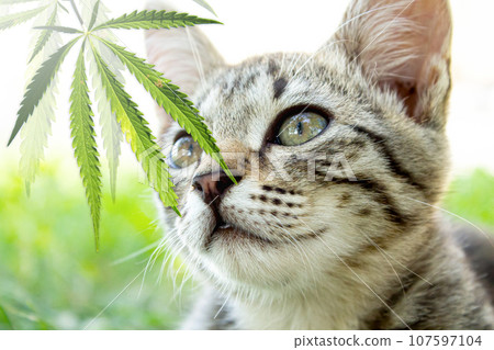 Cat and hemp. The cat is sniffing a cannabis leaf. Cat and hemp. The cat is sniffing a cannabis leaf. 107597104