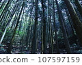 Deep in the forest 107597159
