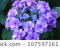 Hydrangea blooming in the rainy season 107597161