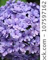 Hydrangea blooming in the rainy season 107597162