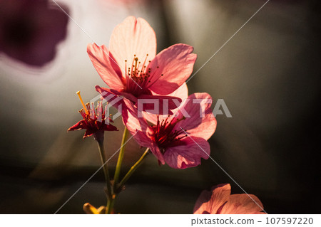 背光櫻花 背光櫻花 107597220