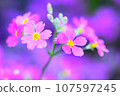 當報春花盛開的時候 107597245
