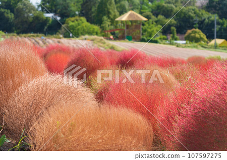 Aichi Farm, kochia with autumn leaves (Nisshin City, Aichi Prefecture) Aichi Farm, kochia with autumn leaves (Nisshin City, Aichi Prefecture) 107597275