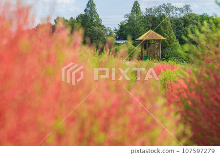 Aichi Farm, kochia with autumn leaves (Nisshin City, Aichi Prefecture) Aichi Farm, kochia with autumn leaves (Nisshin City, Aichi Prefecture) 107597279